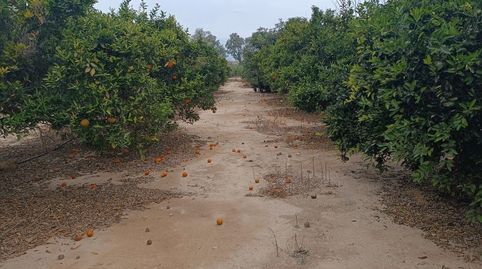 FINCA DE REGADÍO CON NARANJOS SITUADA FRENTE AL EBRO., immagine 5