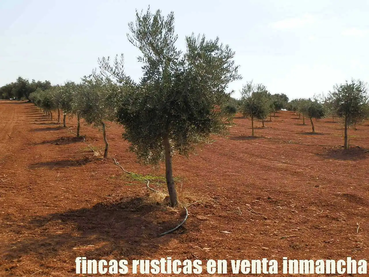Terreno rústico en venta en Moral de Calatrava, imagen 10