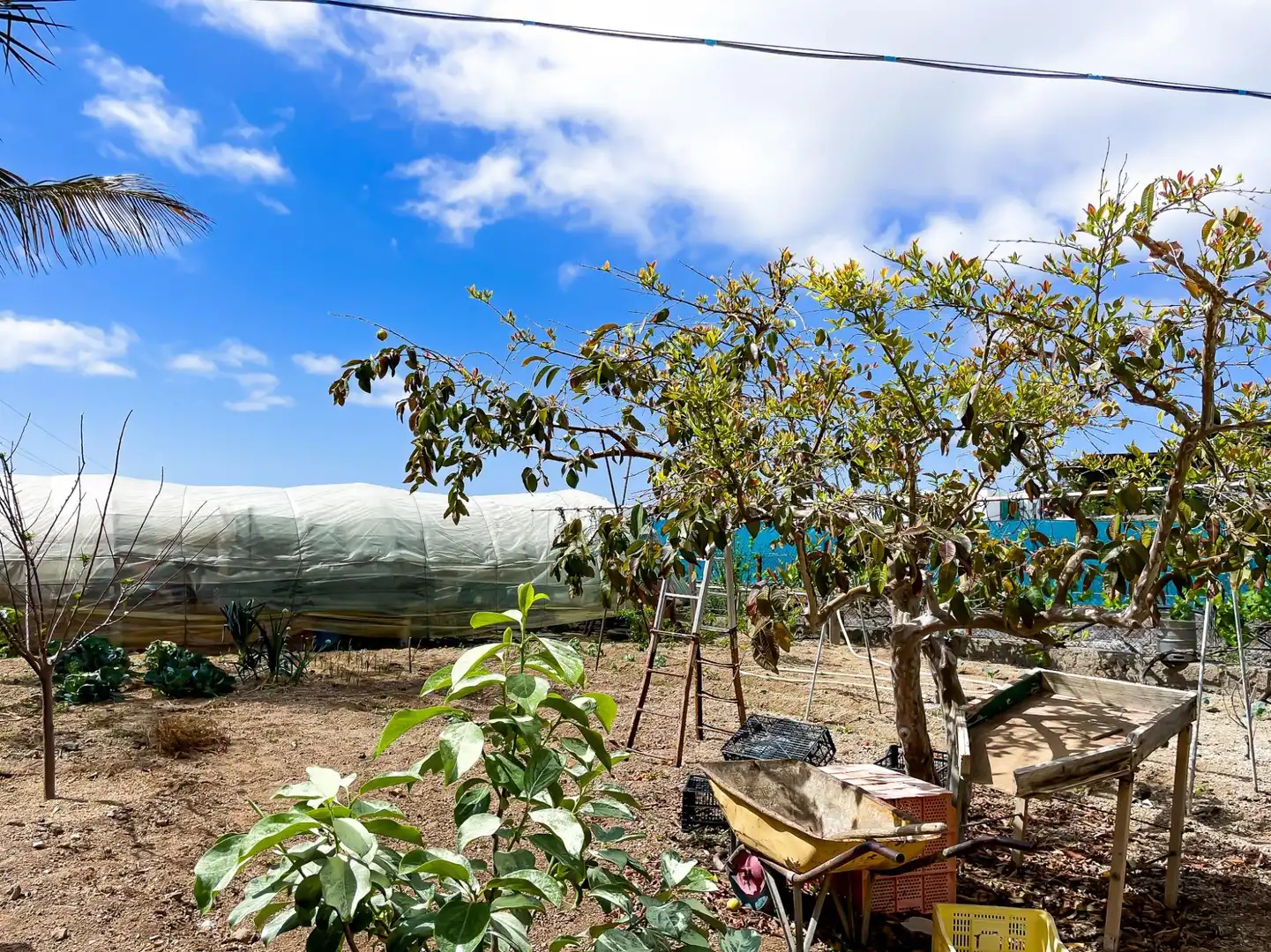 Jardín de Casa o chalet en venta en Granadilla de Abona con Jardín privado, Terraza y Amueblado