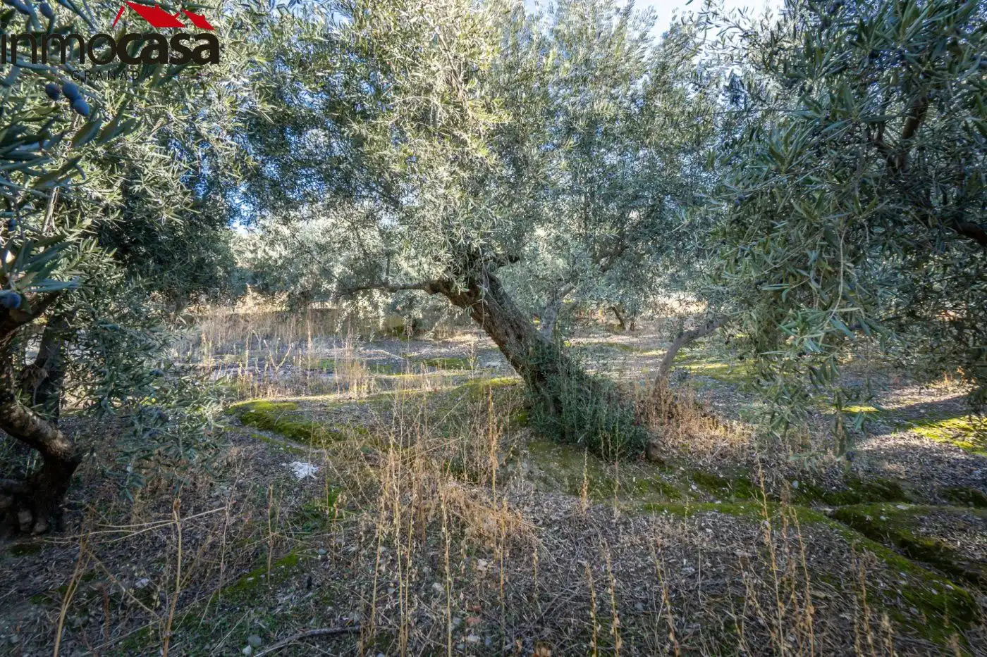 Finca rústica en venda a Polígono PARAJE DE LA HOYA, Güéjar Sierra