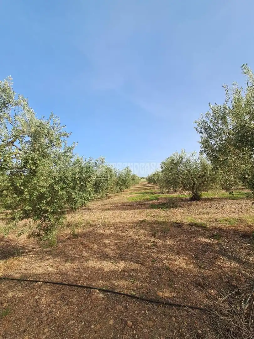 Terreno rustico in vendita a Carmona, imagen 13