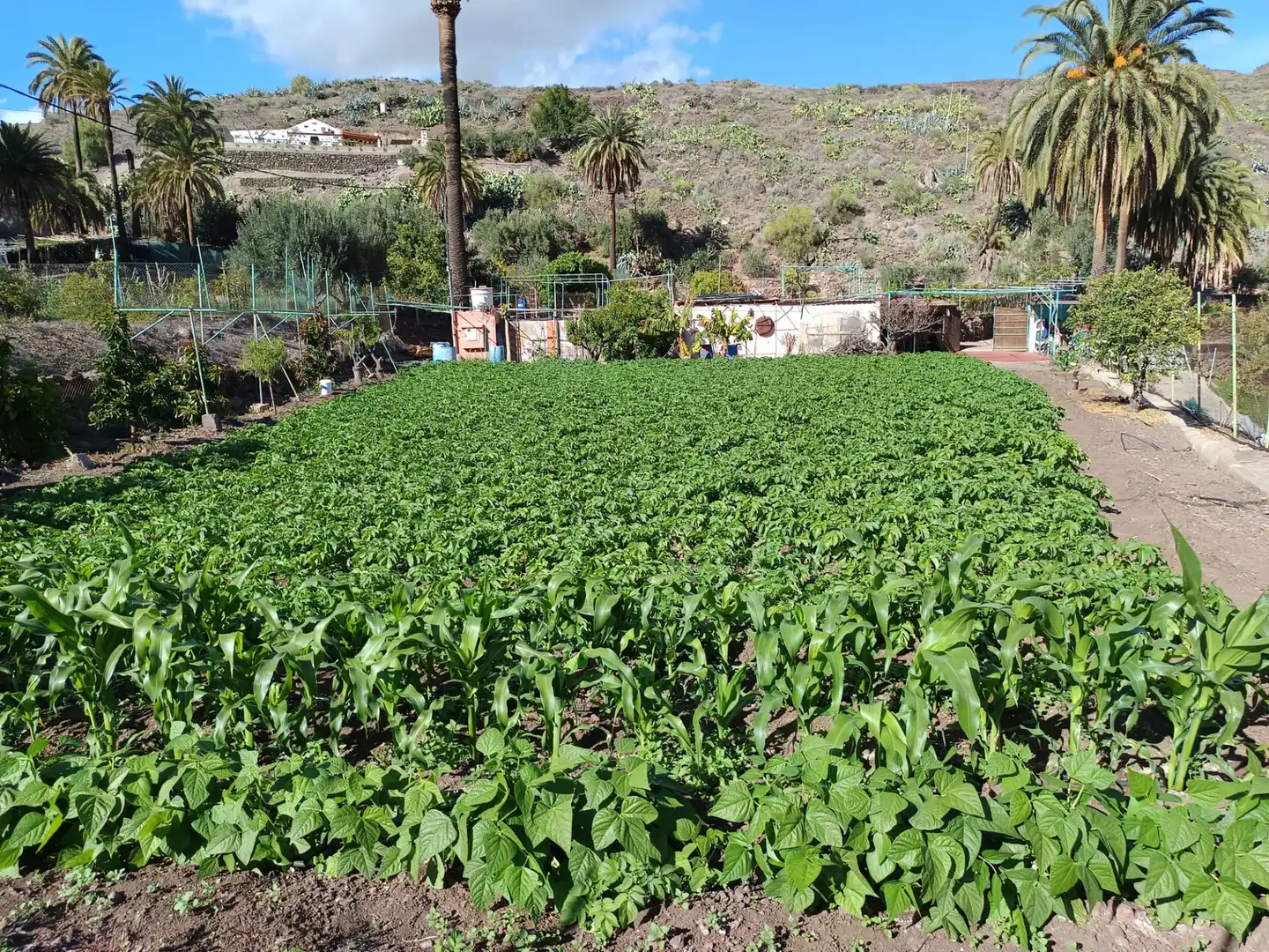 Casa o xalet en venda en Santa Lucía de Tirajana amb Calefacció, Jardí privat i Rentadora