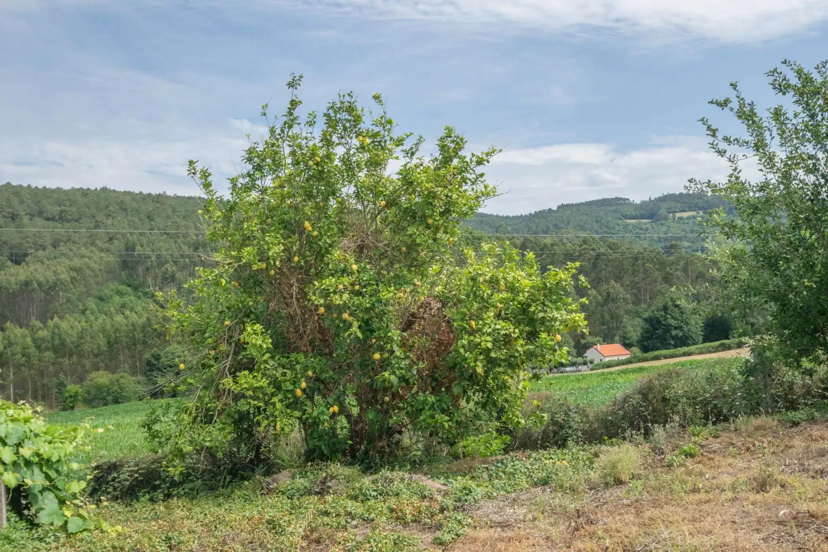 Finca rústica en venta en Abegondo con Jardín privado y Trastero