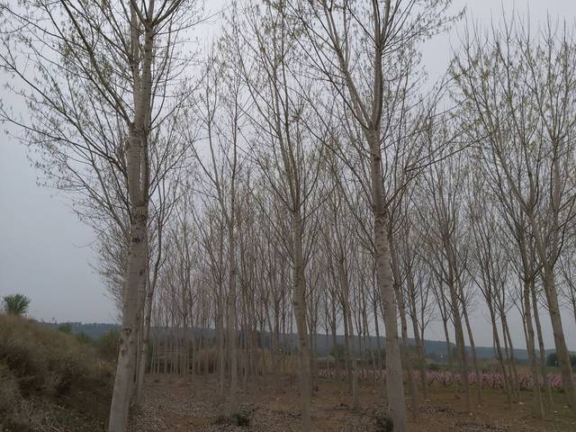 Terreno en Venta en Puigverd de Lleida