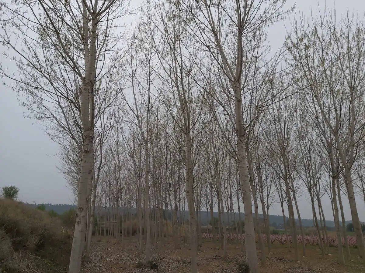Rural land for sale in Puigverd de Lleida