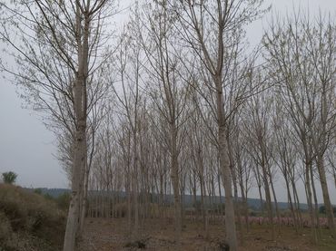 Terreno rustico in vendita a Puigverd de Lleida