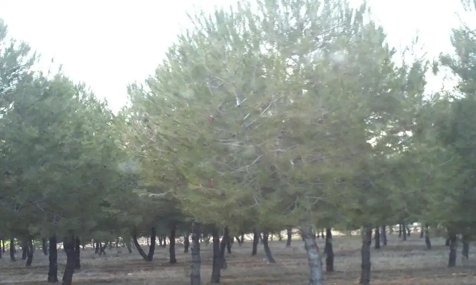 Rural land for sale in Valdepeñas, imagen 2