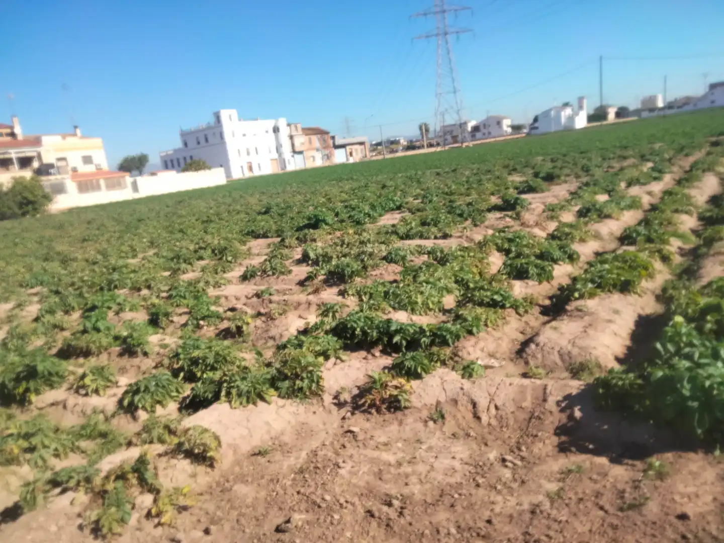 Rural land for sale in Almàssera, imagen 2