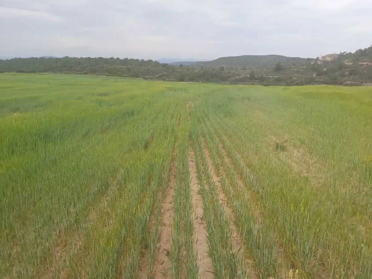 Finca rústica en venta en Seròs