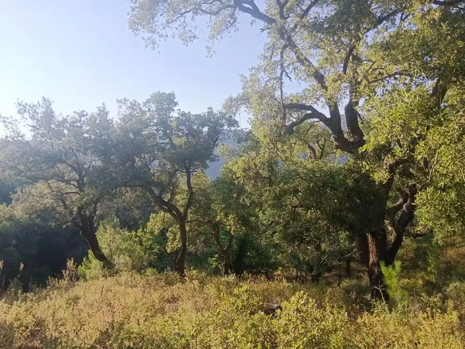 Finca rústica en venta en Linares de la Sierra