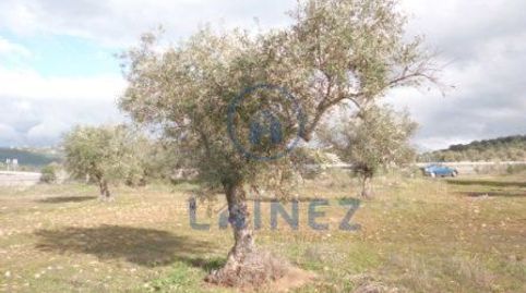 Olivar en venta situado en el municipio de los Blázquez provincia de Córdoba , con una superficie de  2 hectáreas (20.000 m2) , mu, immagine 2