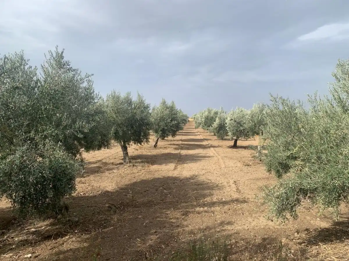 Terreno residencial en venta en Las Flores - Huerta, imagen 4