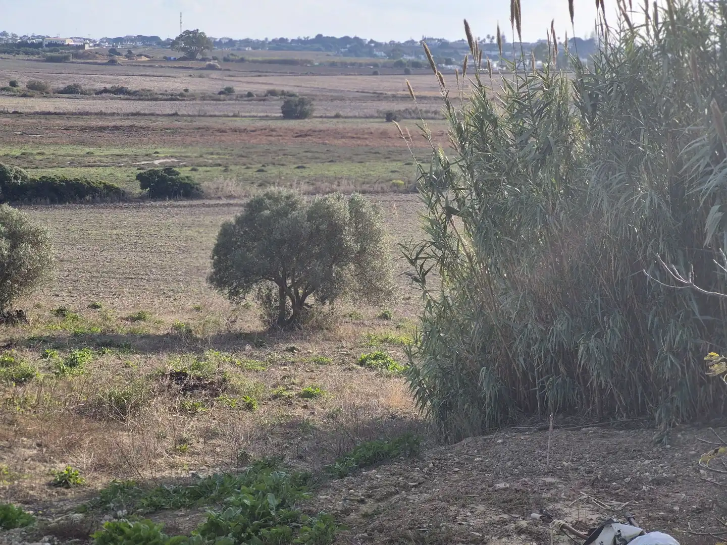 Terreny rústic en venda a Conil, imagen 7