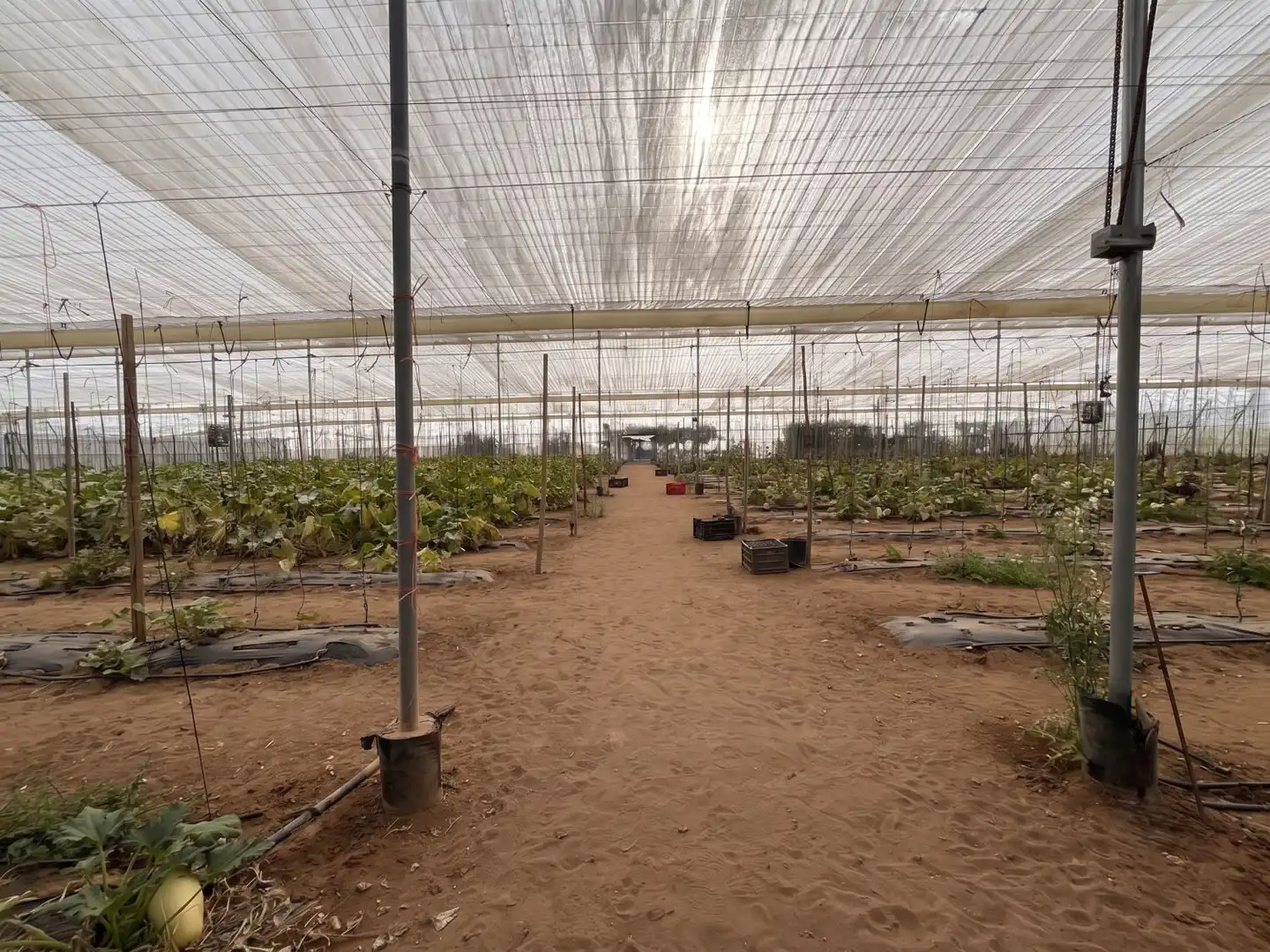 Jardín de Finca rústica en venta en Utrera