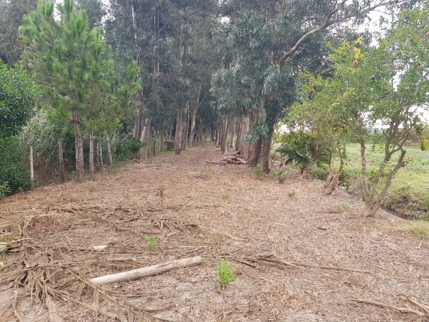 Maison rustique à vendre à Eucaliptus- Poble Nou del Delta, imagen 38