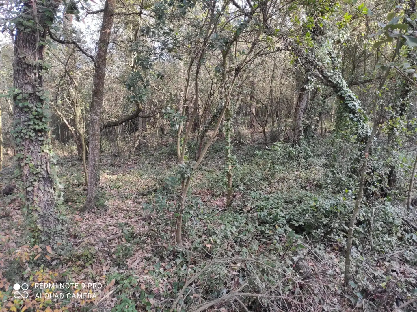 Terrenos y solares en venta en Vallgorguina, imagen 4