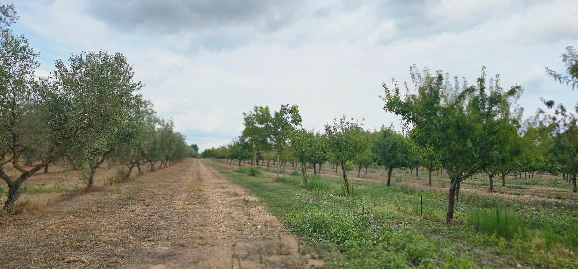 Land for sale in Móra d'Ebre