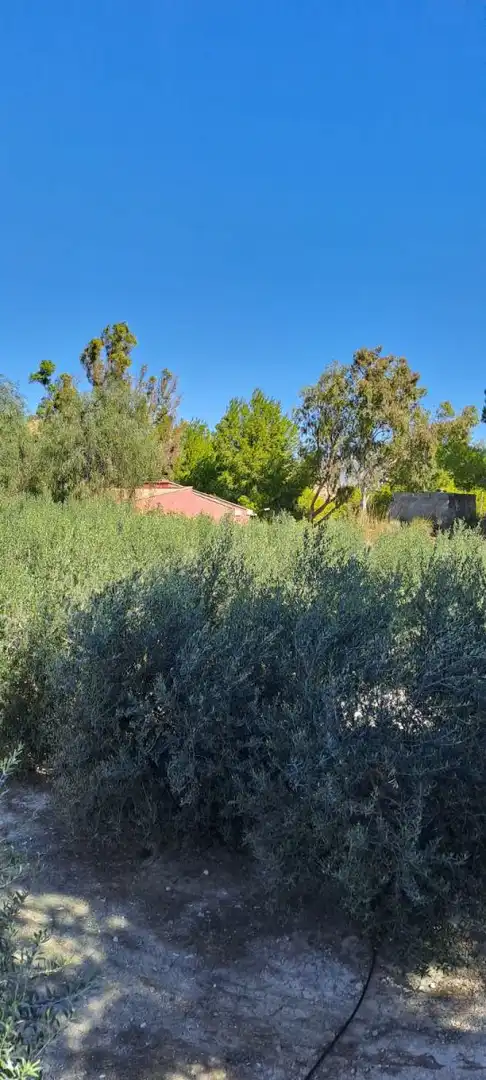 Maison rustique à vendre à Ulea, imagen 10