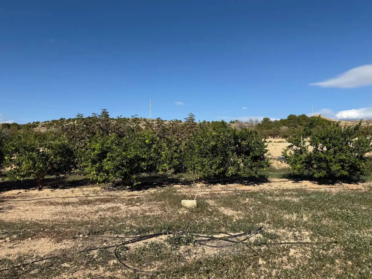 Finca rústica en venta en Elche / Elx con Terraza y Amueblado