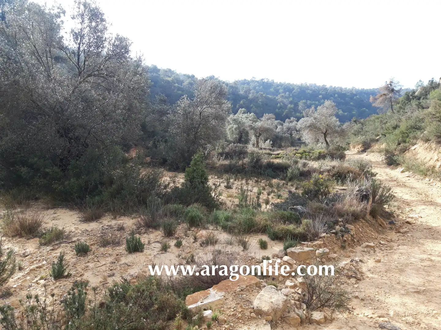Finca rústica en venta en Batea