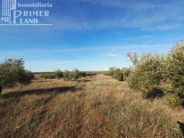 Terreni e lotti in vendita a Tomelloso