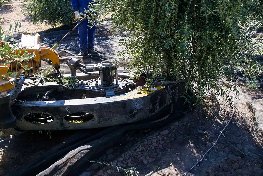 Jardí de Finca rústica en venda en Jumilla amb Calefacció, Jardí privat i Terrassa