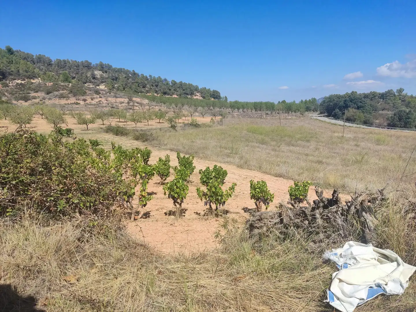 Rural land for sale in Horta de Sant Joan, imagen 5