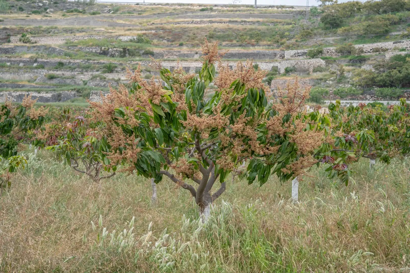Terreni e lotti in vendita a CARRETERA MALAGA (CAL), imagen 18