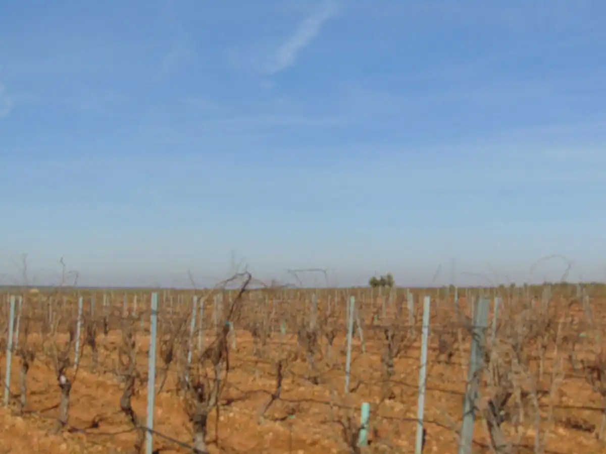 Rural land for sale in Valdepeñas, imagen 29