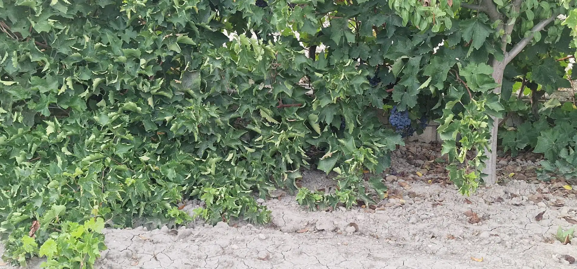 Rustikales Grundstück zum Verkauf in Maracena, imagen 15