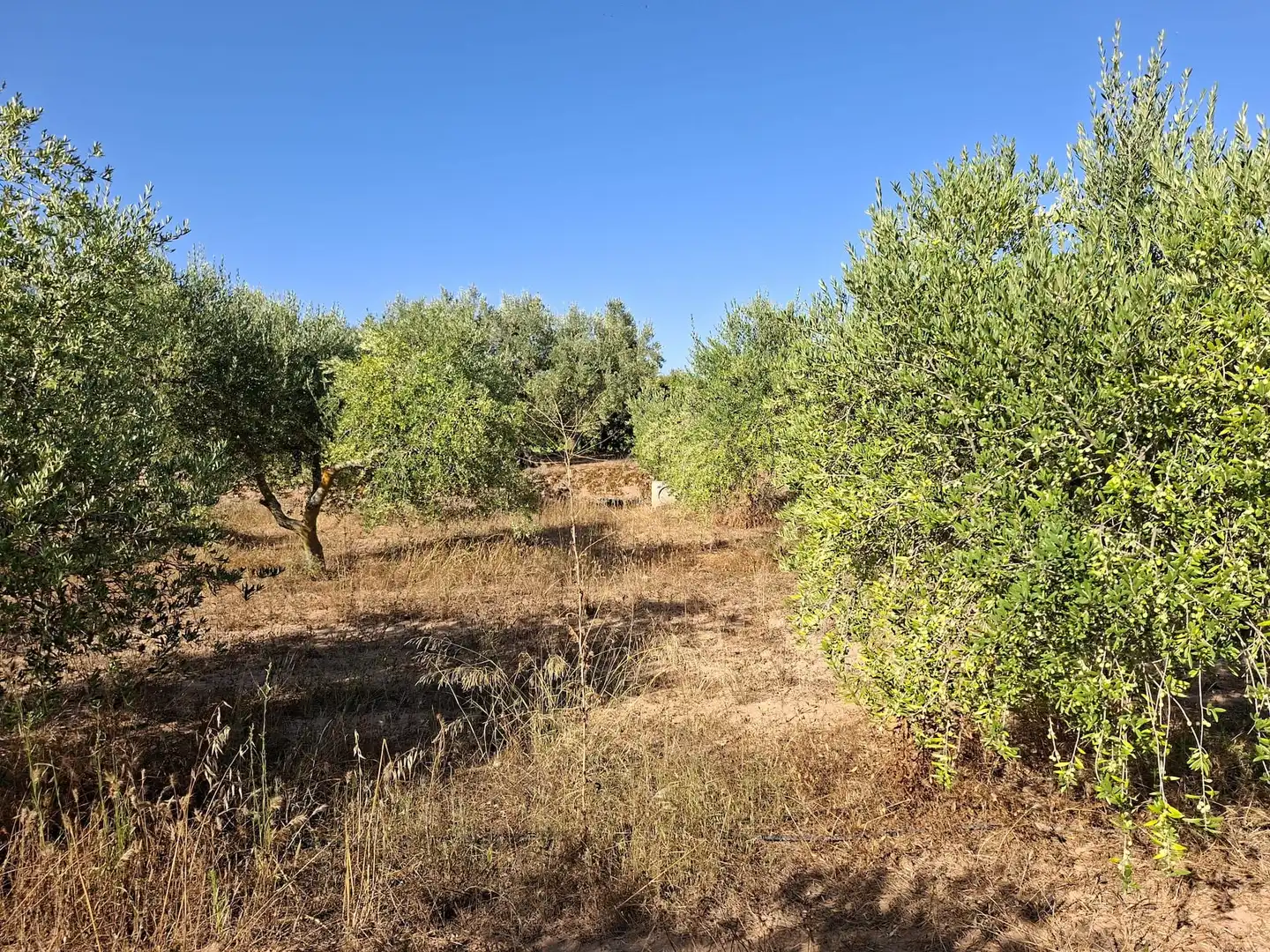 Terreno rustico in vendita a Diseminado Diseminats 6, imagen 23