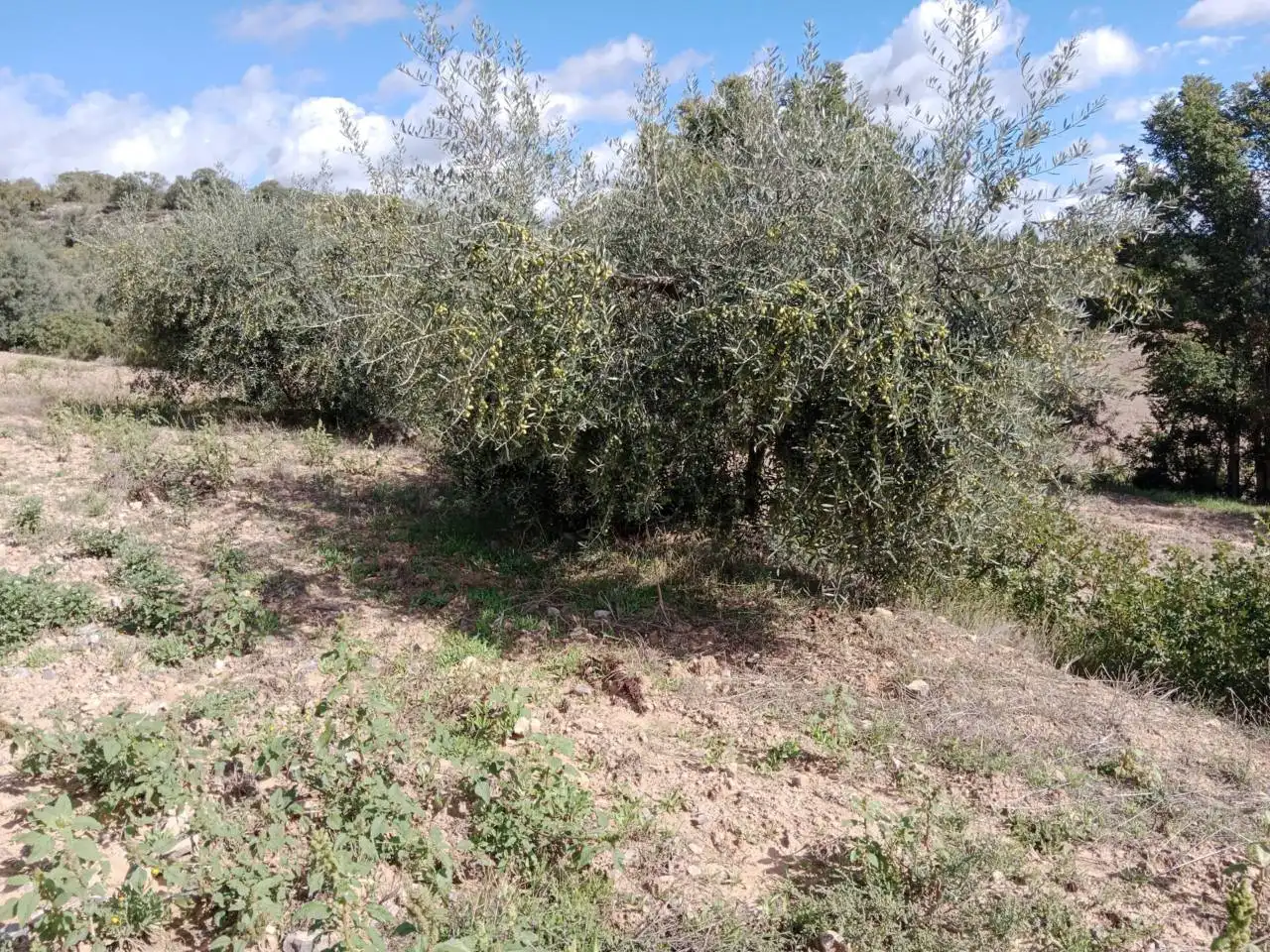 Terreno en venta en Benabarre