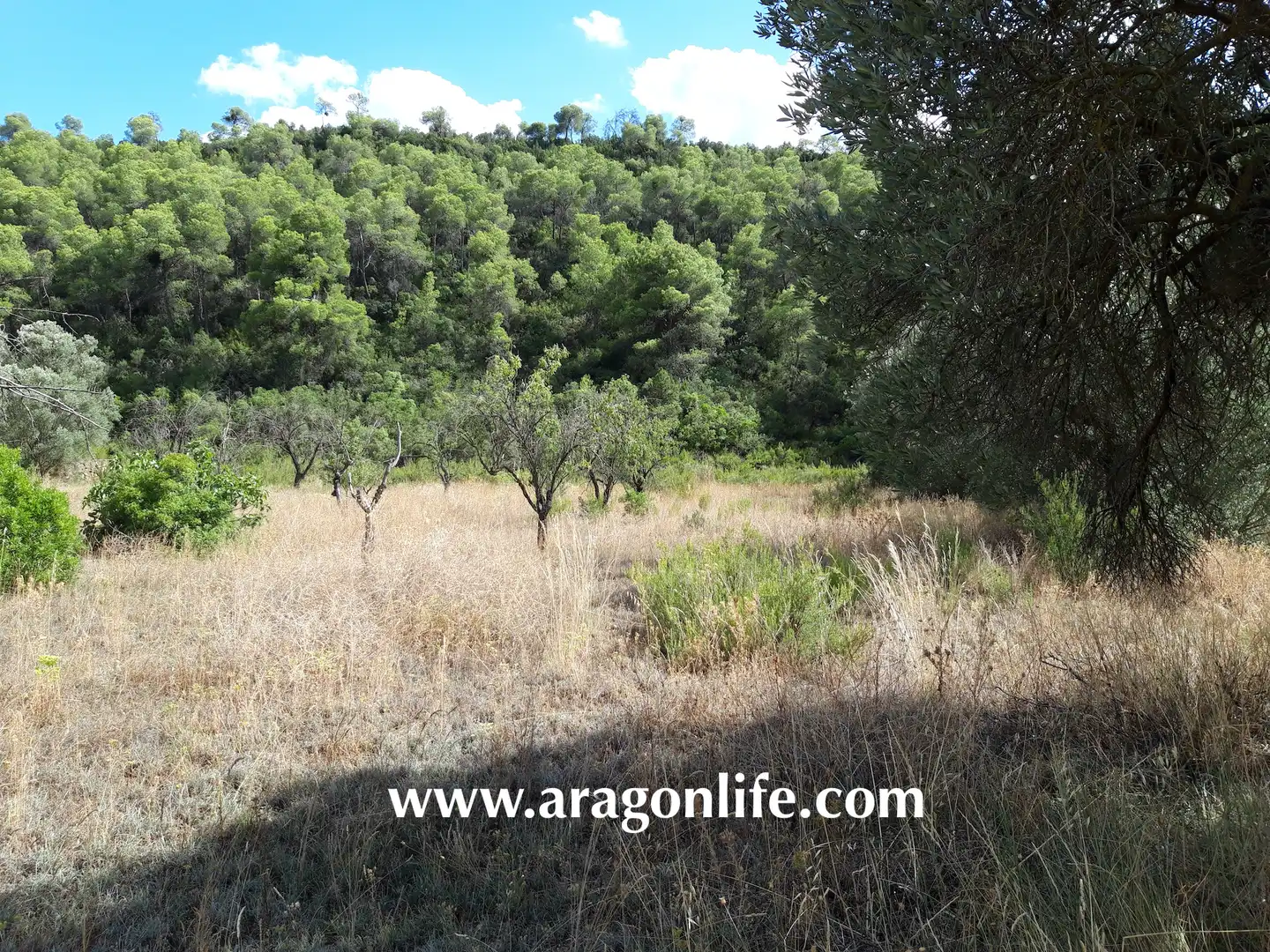 Finca rústica en venta en Fabara