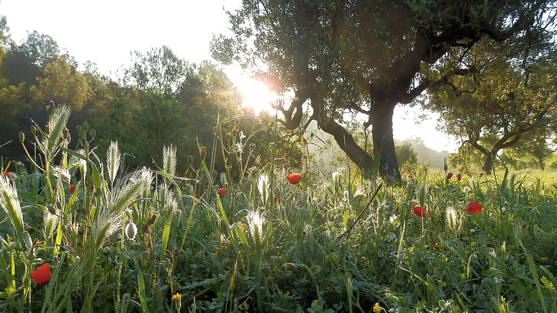Terreno rustico in vendita a Miravet, imagen 14