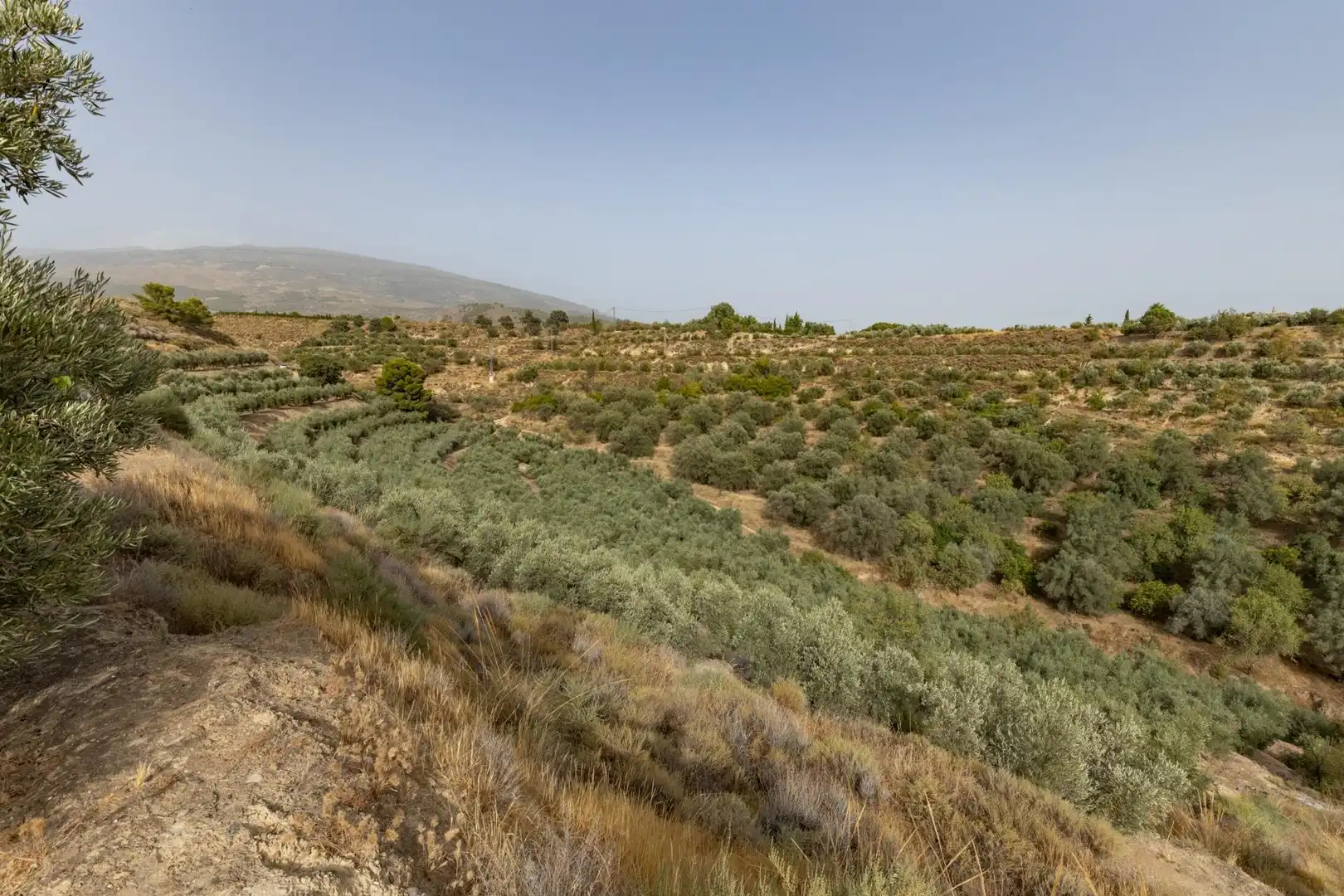 Land for sale in Lecrín