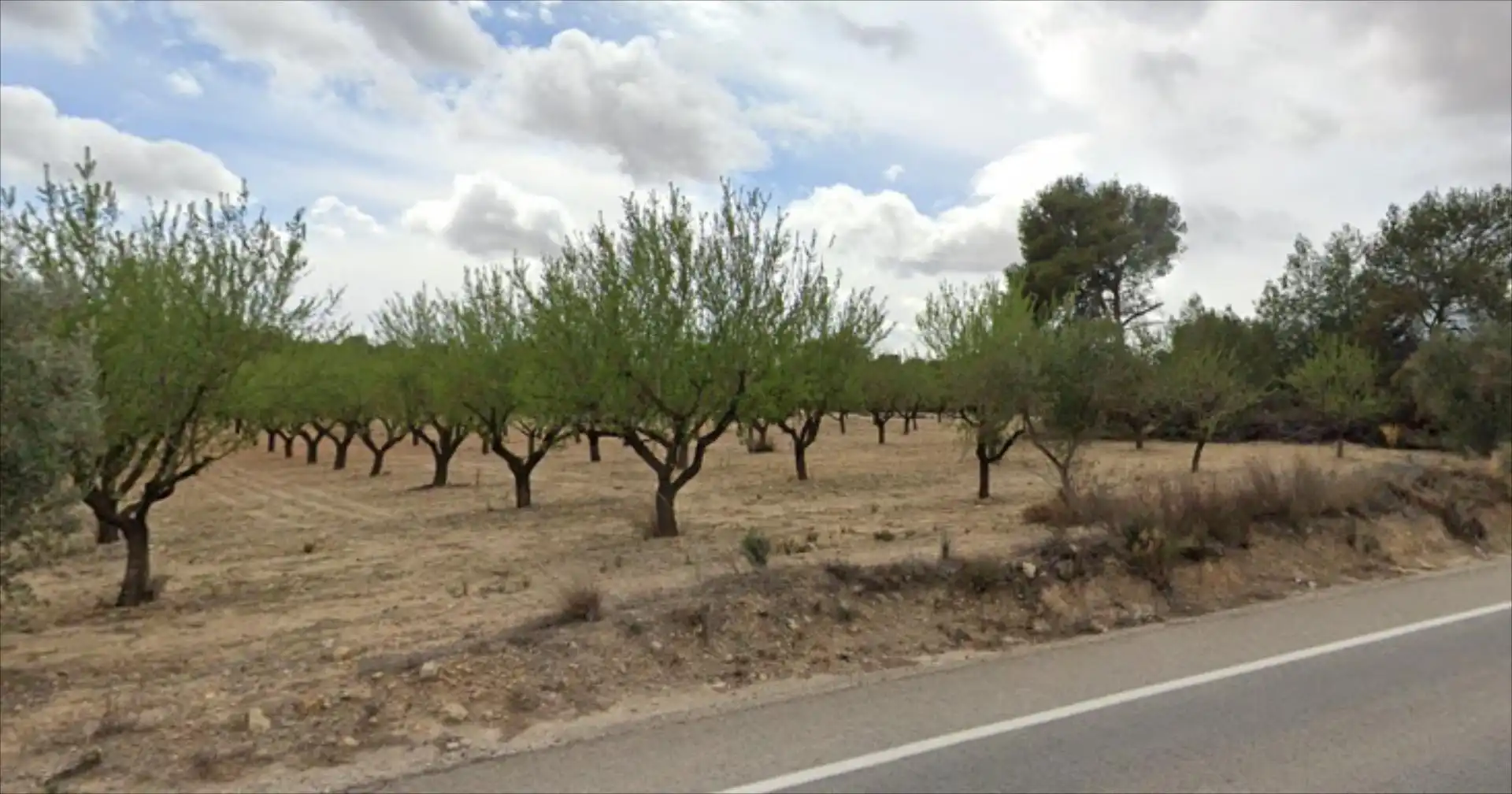 Terreny rústic en venda a Casinos, imagen 3