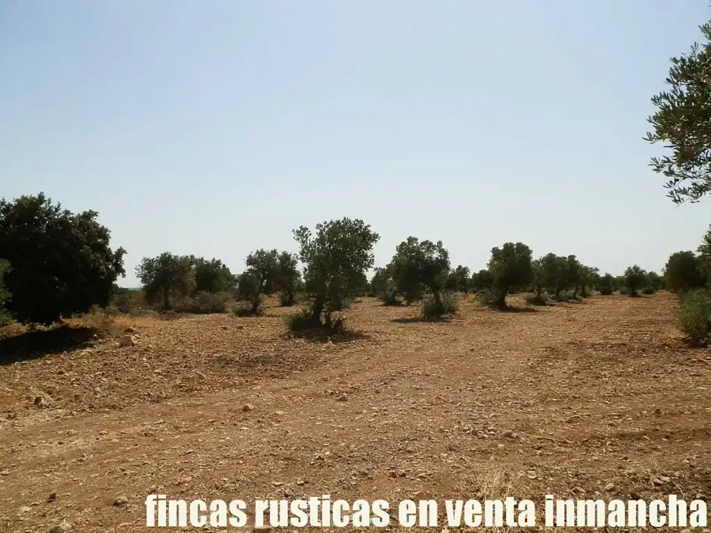 Terreni e lotti in vendita a Mota del Cuervo, imagen 15