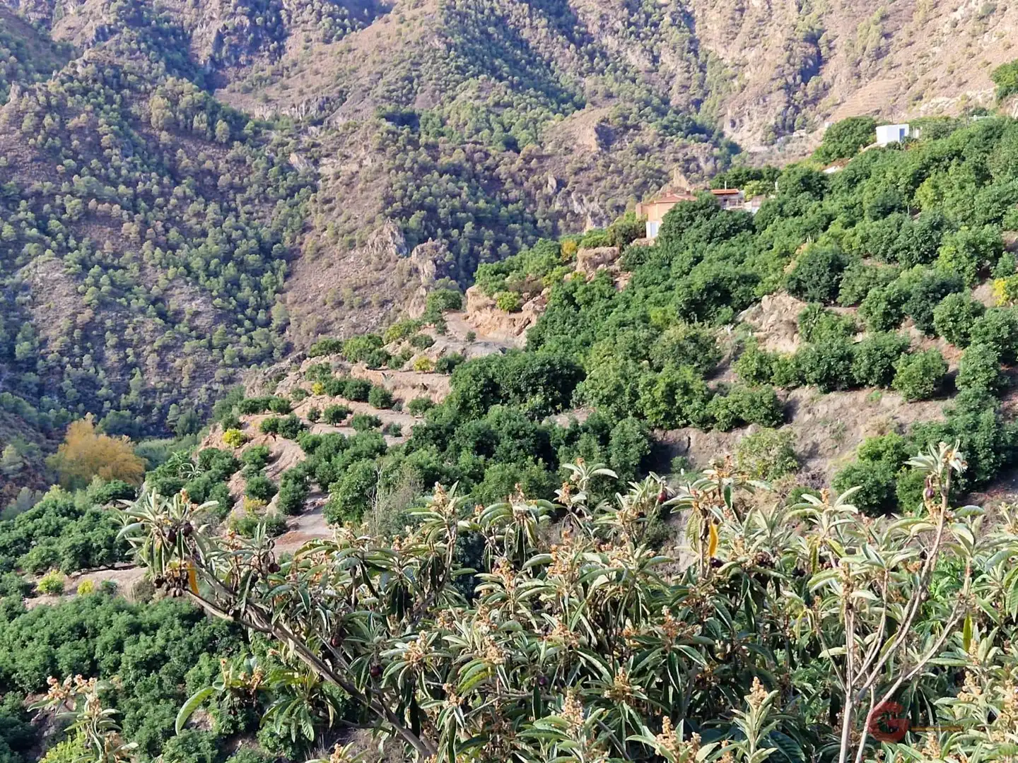 Terreni e lotti in vendita a Los Guájares, imagen 4