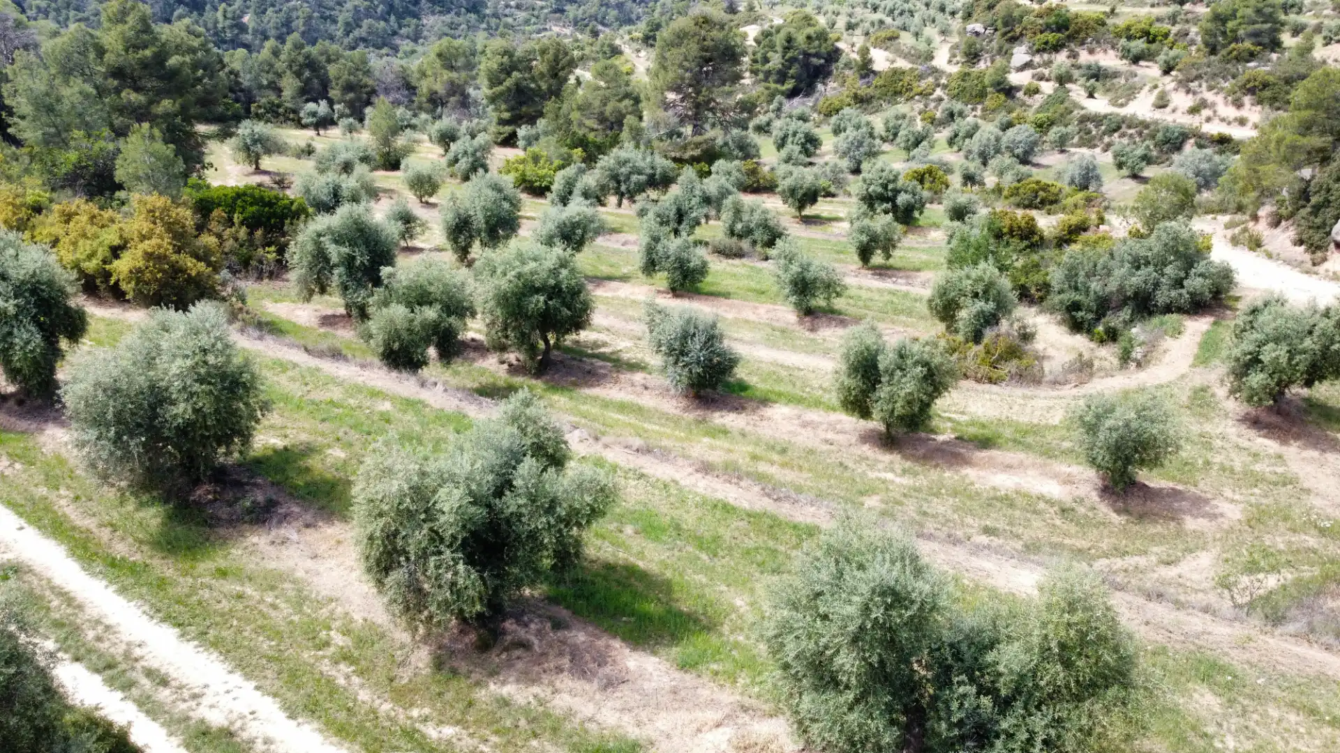 Land for sale in Juncosa