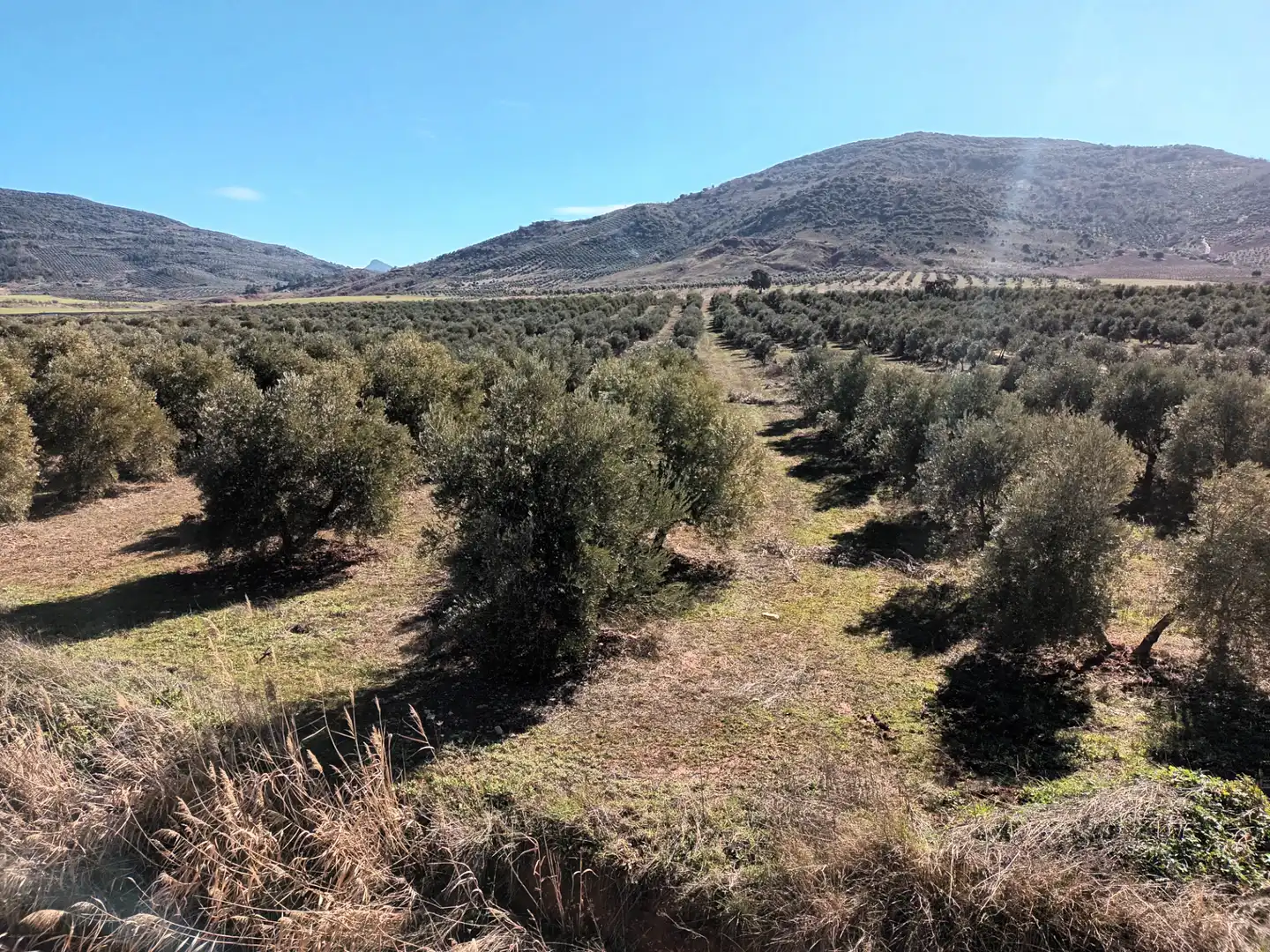 Land for sale in Villapalacios