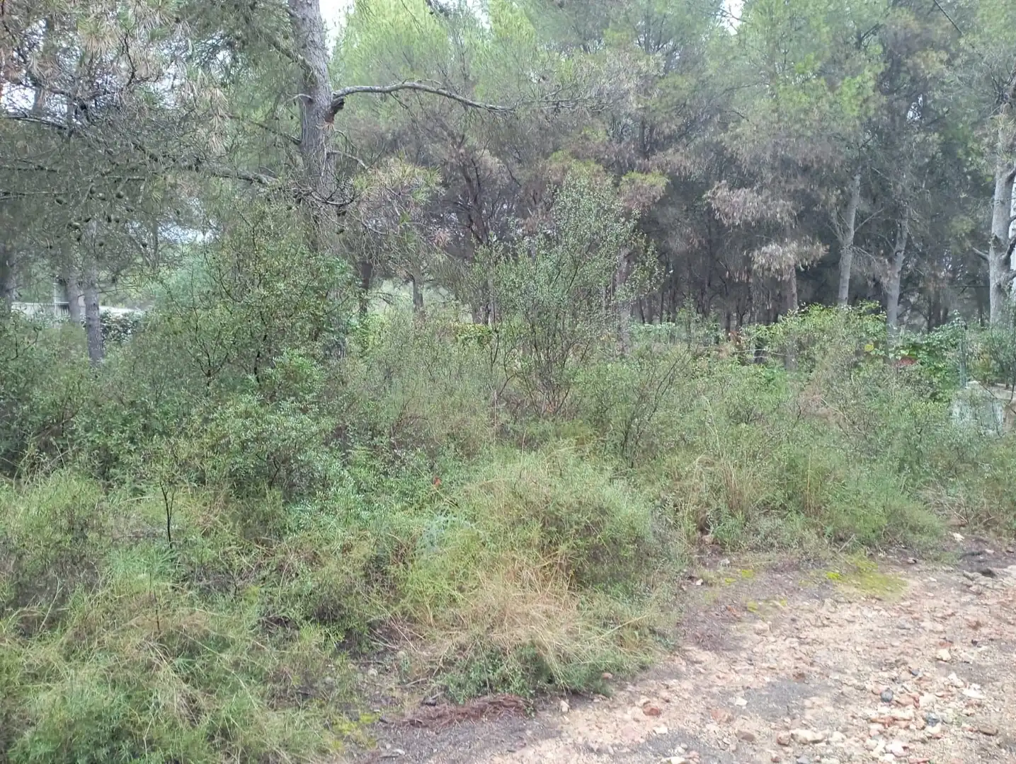 Terreno rustico in vendita a Camino 2 39, imagen 12