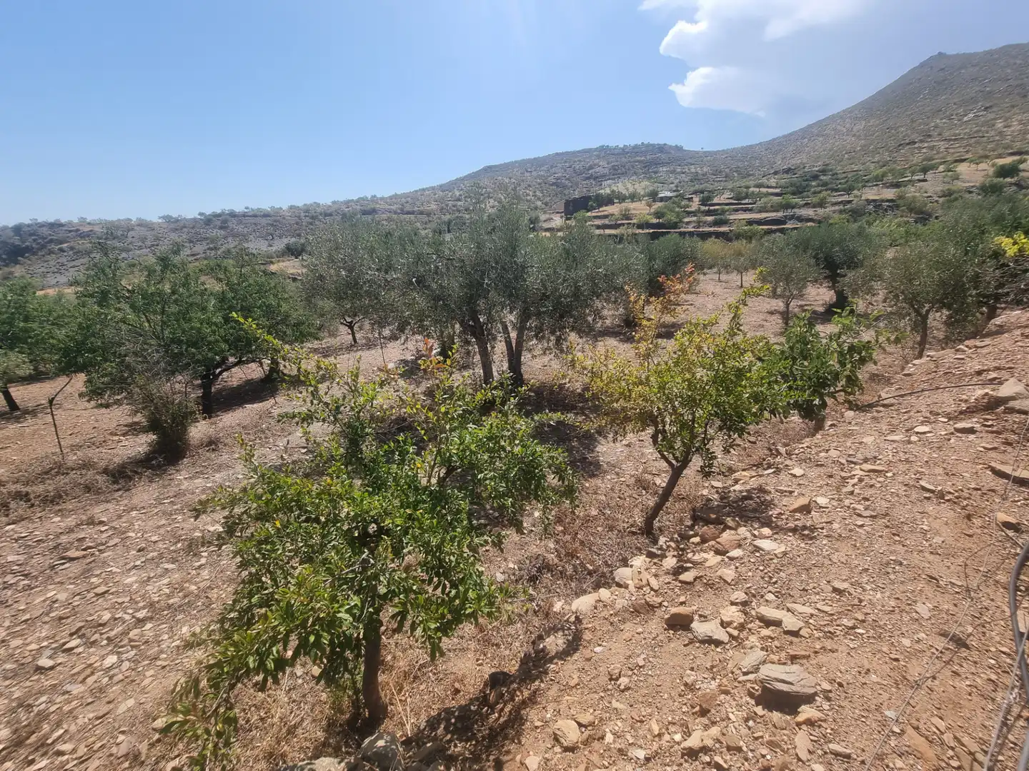 Terreno en venta en Senés