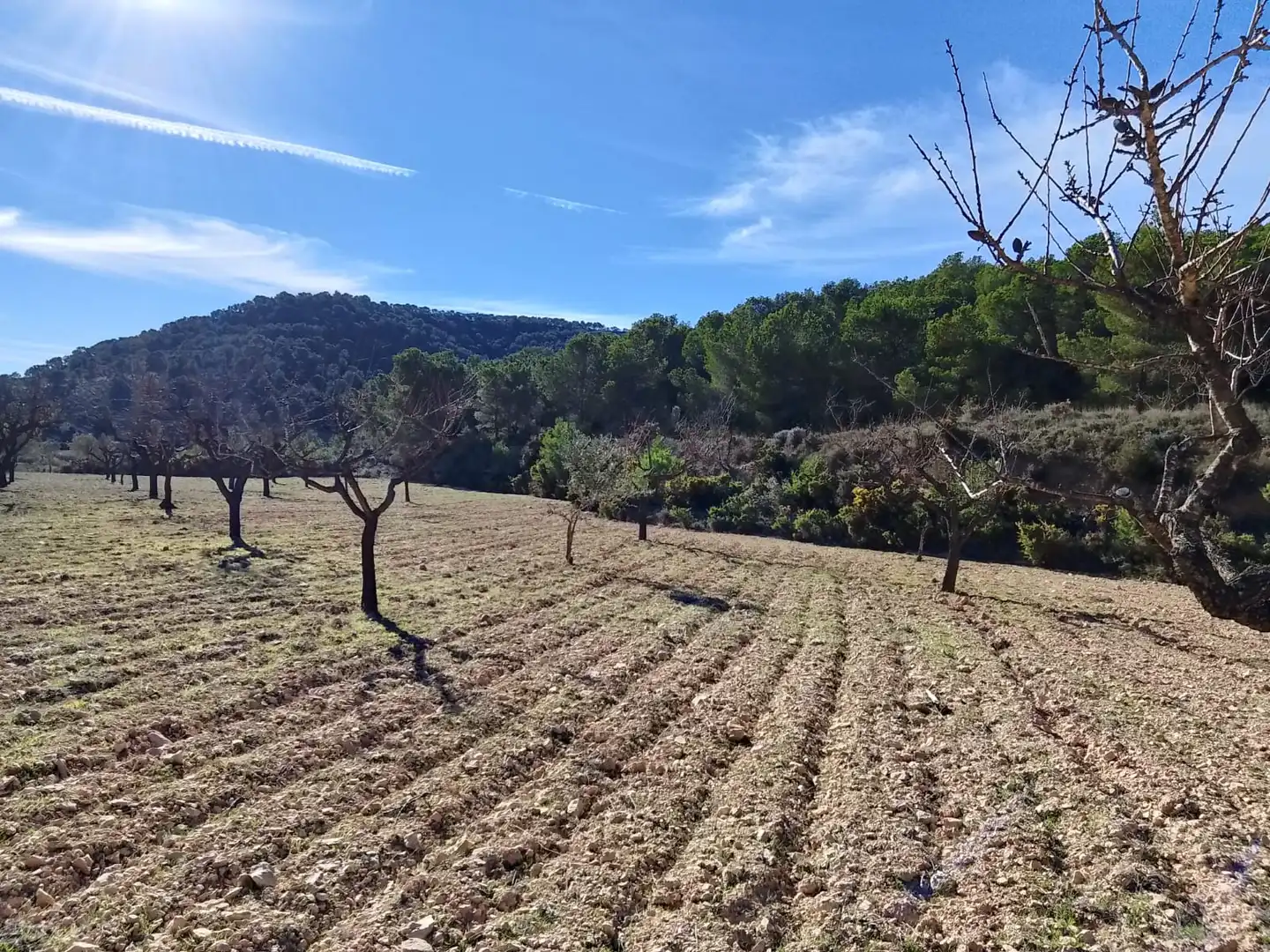 Terreno rustico in vendita a Carrer la Creu, imagen 26