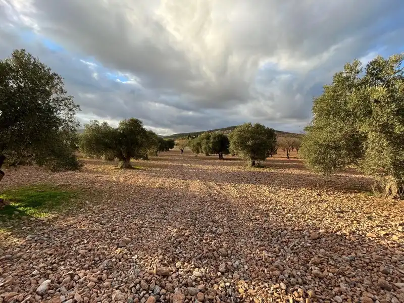 Terreny rústic en venda a Villamena, imagen 9