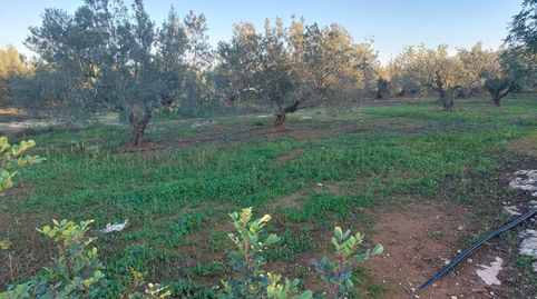 TERRENO DE OLIVOS  EN  PRODUCCION, A UN PASO DE LA LOCALIDAD.