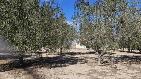 Photo 3 of House or chalet for sale in Pedanías Oeste, Aspe