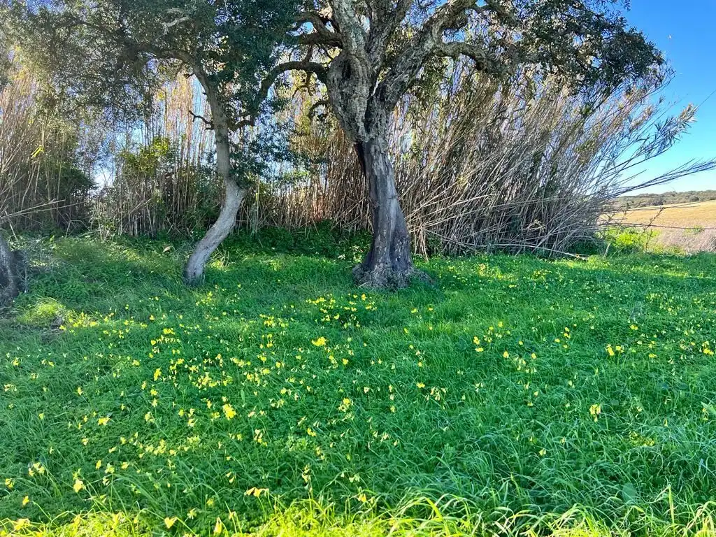 Terrain rustique à vendre à Vejer, imagen 5