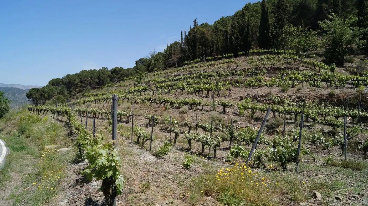 Land for sale in Gratallops