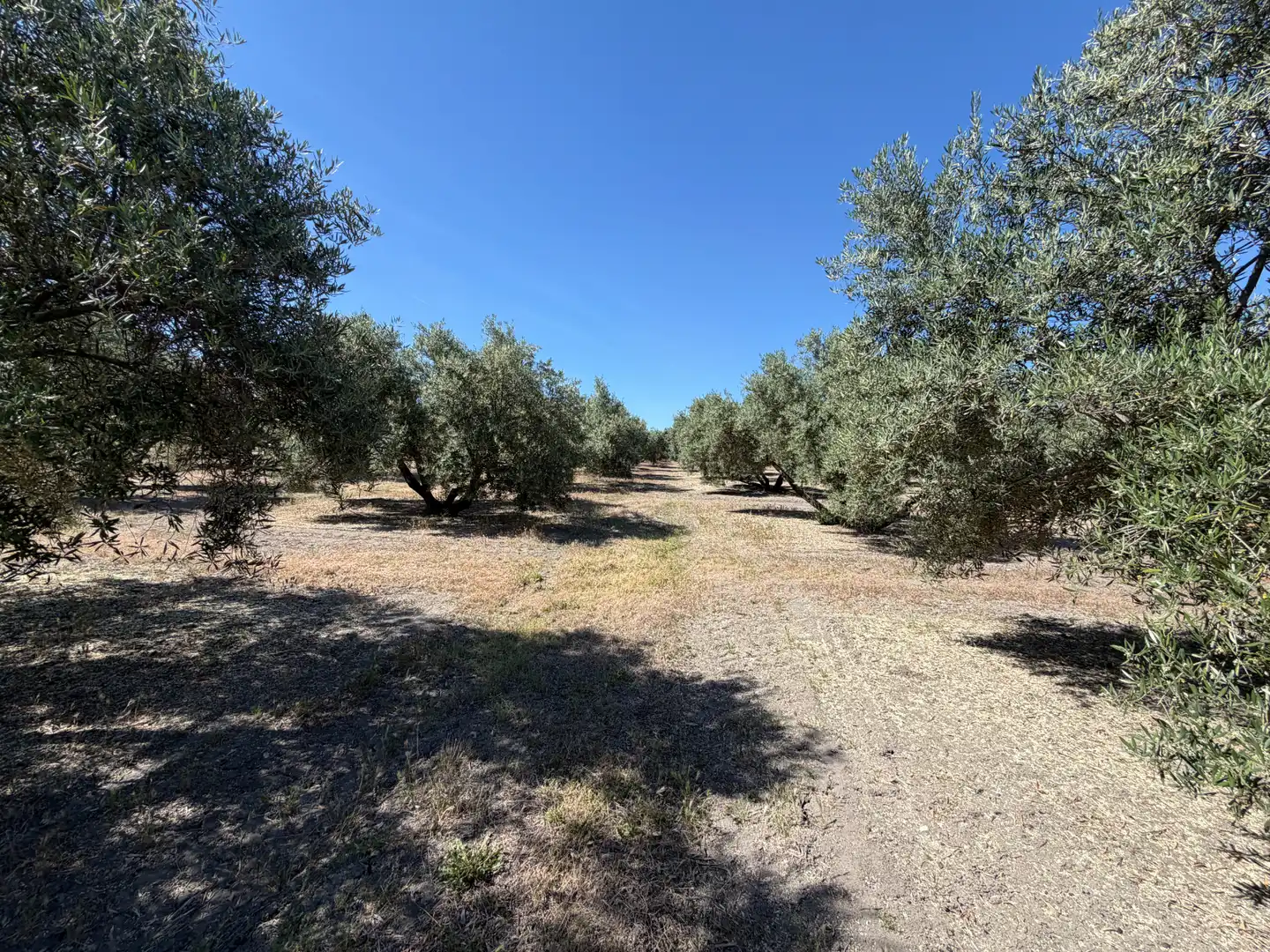 Terrenos y solares en venta en Carretera, imagen 3