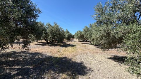 SE VENDE PARCELA 9.000M2 EN URBANIZACIÓN BÉTULA, immagine 3